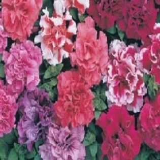 Petunia Duo - SEMINTE HOBBY flori