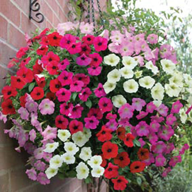 petunia Rapide - SEMINTE HOBBY flori
