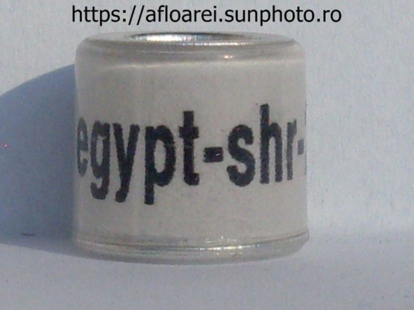 egypt-shr 2013 - EGYPT