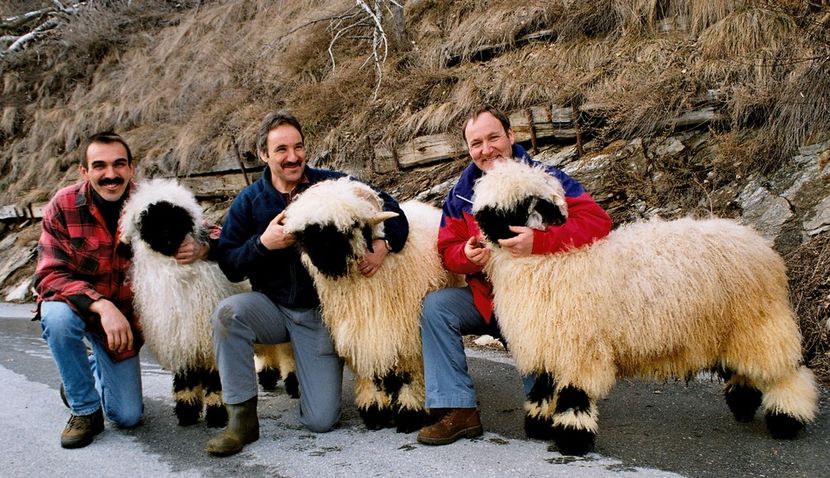 Alti castigatori-g43