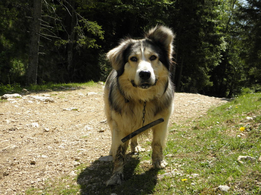 Carpatin de-al nostru