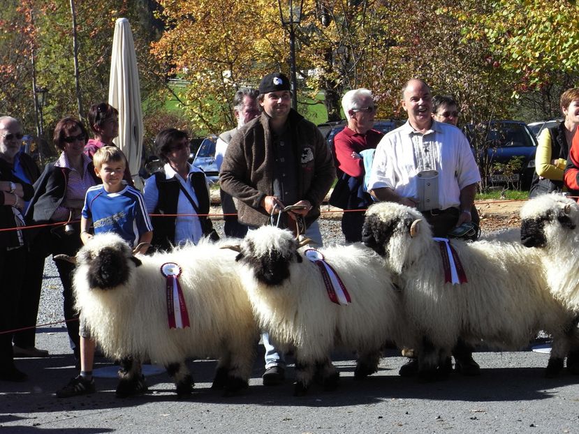 Castigatorii cu crescatorii-6hn