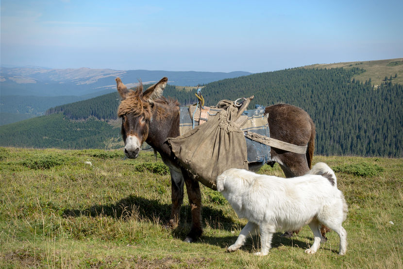 Magarusul si cainele ciobanesc