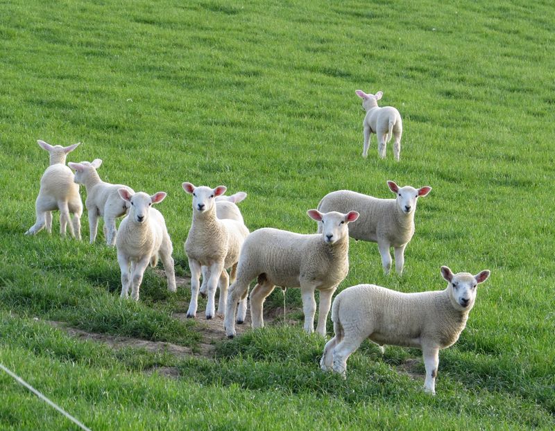 Mielutii dragutii dolofanii-l88