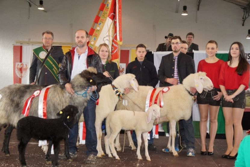 Premiantele frumoase-6c43 - Rase de oi si capre poze deosebite-12