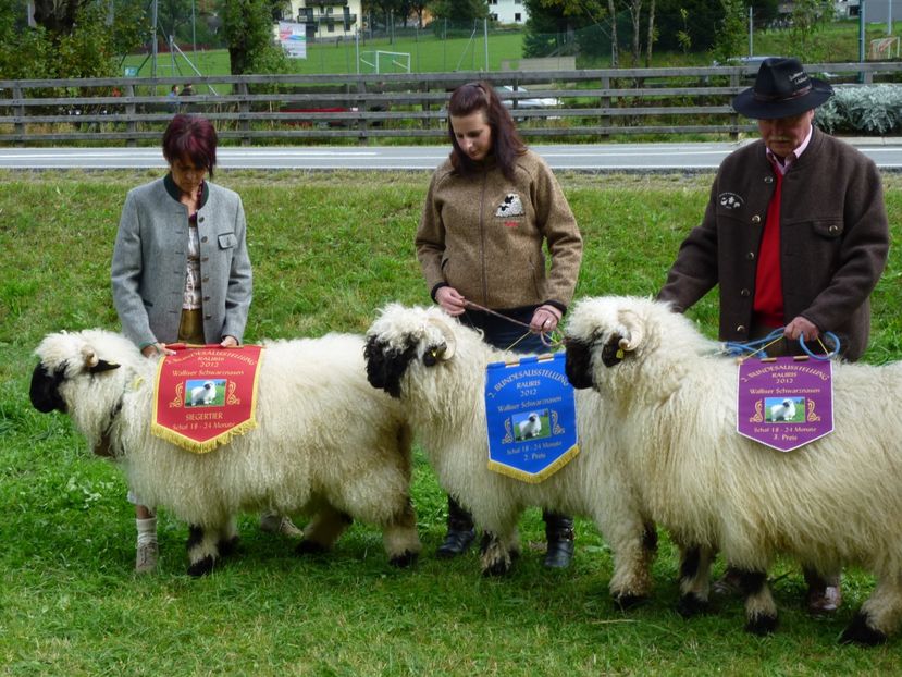 Premii peste tot-6vk