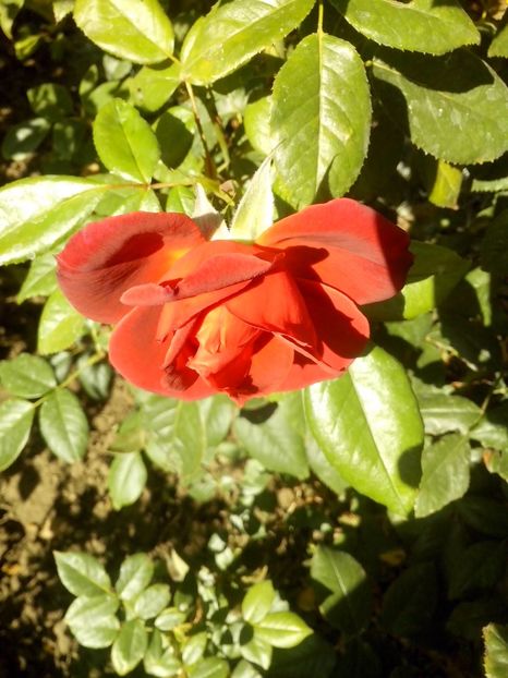 hot chocolate - 0 TRANDAFIRI 2016