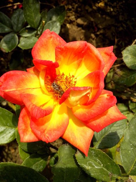 caribia - 0 TRANDAFIRI 2016