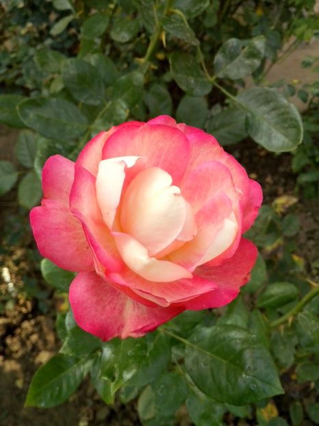 acropolis - 0 TRANDAFIRI 2016