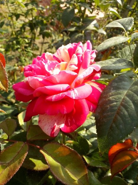 broceliande - 0 TRANDAFIRI 2016