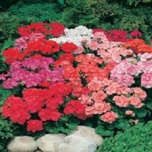 Muscate de gradina Multiflora - SEMINTE HOBBY flori