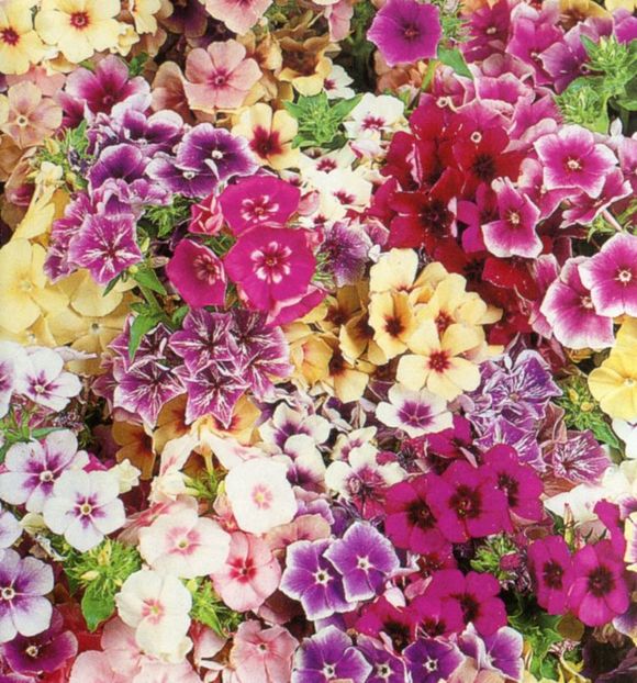 Phlox anual Tapestry Mix