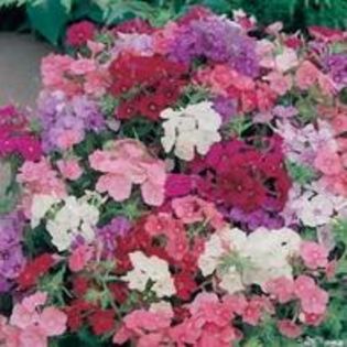 Phlox Brilliancy