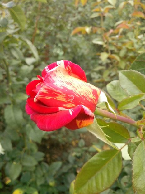 broceliande - 0 TRANDAFIRI 2016