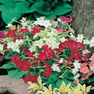 Regina noptii Nicotiana Roulette Mixed