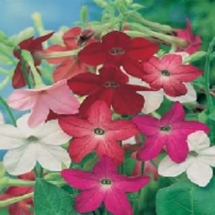 Regina Noptii Nicotiana Sensation Mixed