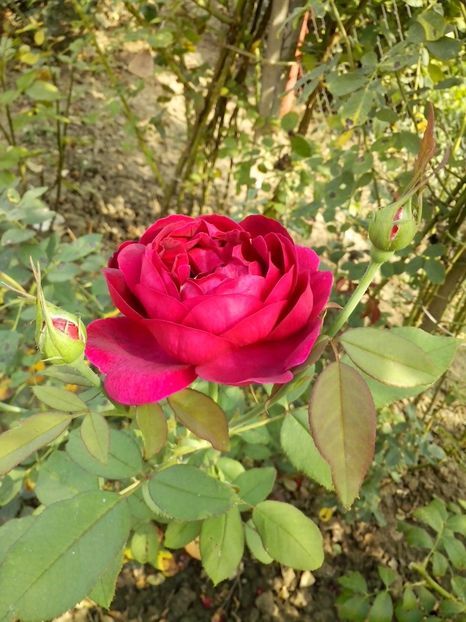 nr 71 - 0 TRANDAFIRI DIMOV 2016