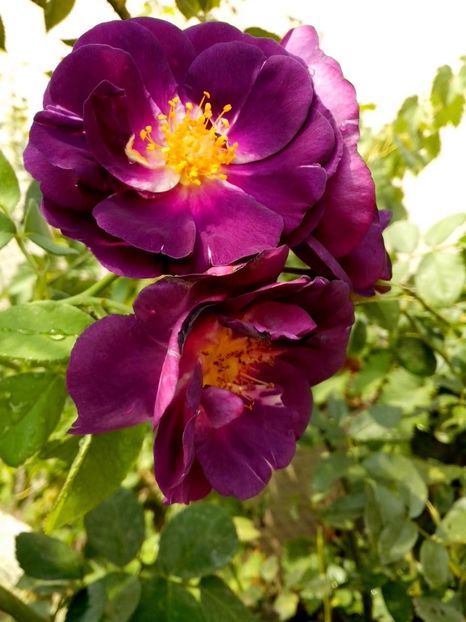 14305274_1026707650809062_7078253892508335861_o - 0 TRANDAFIRI 2016