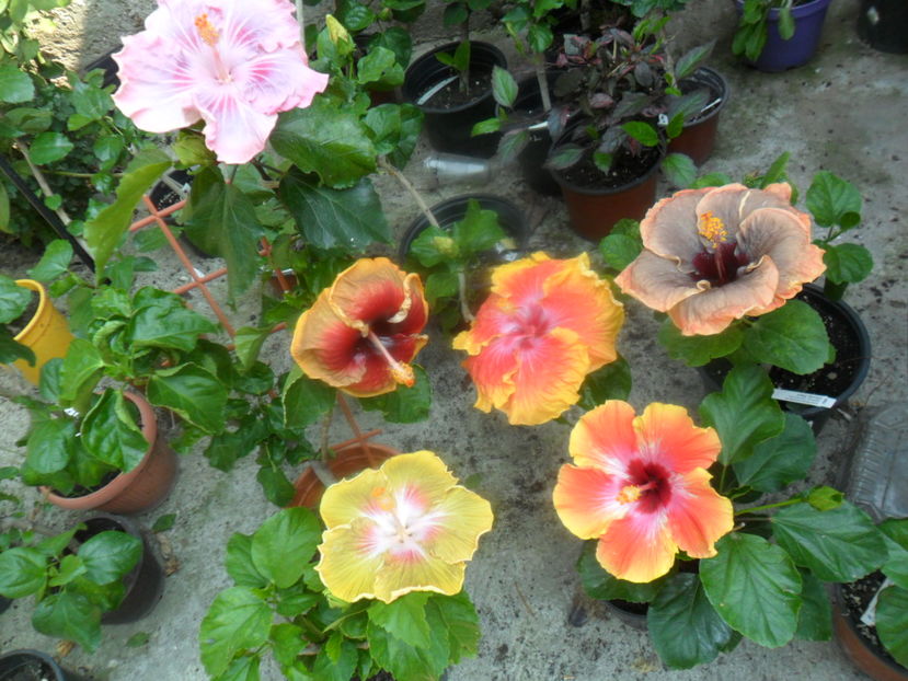  - hibiscusi2016-7