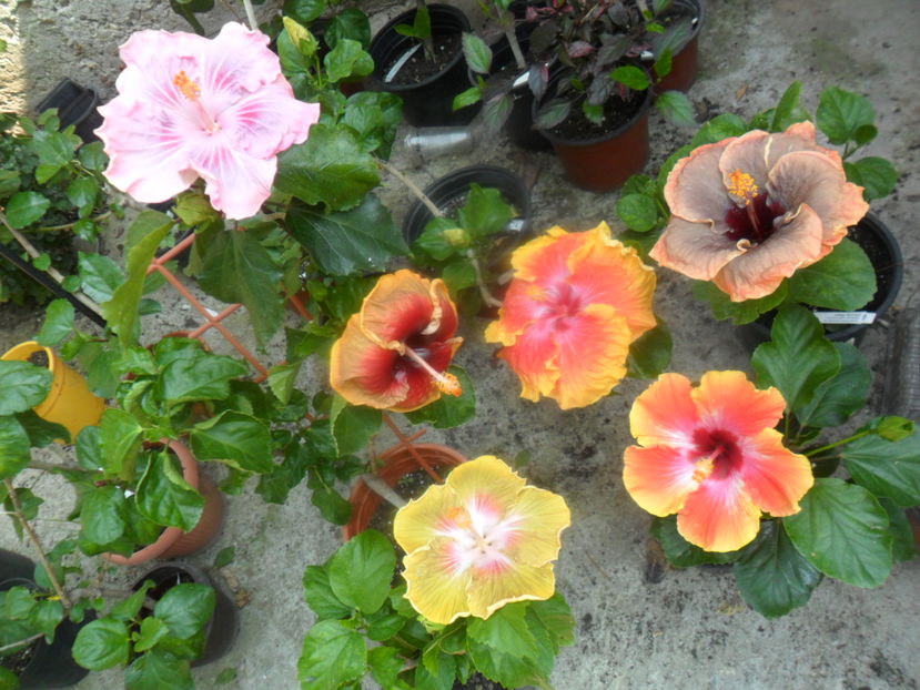  - hibiscusi2016-7
