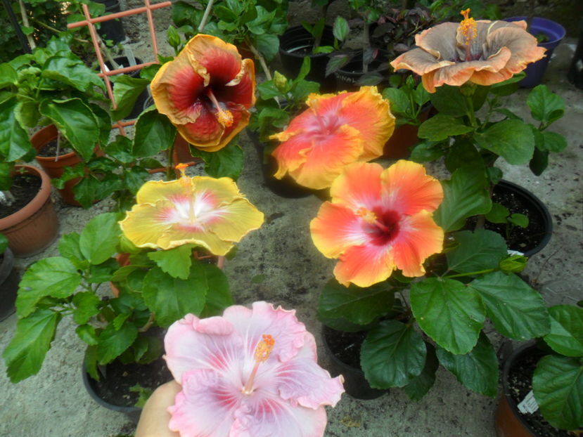  - hibiscusi2016-7