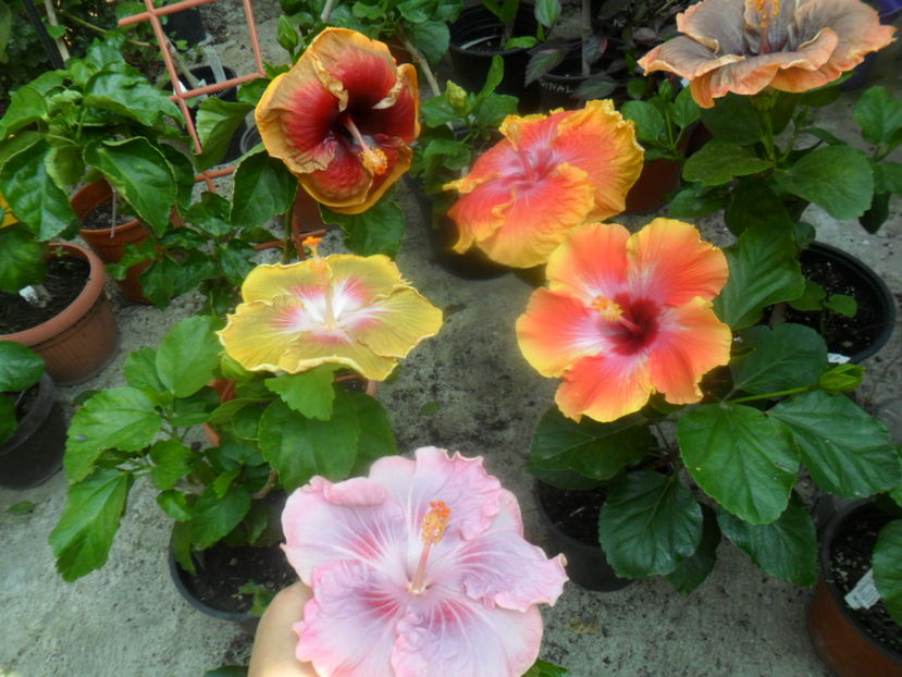  - hibiscusi2016-7