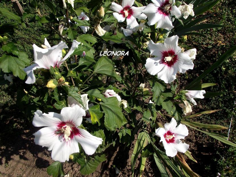 Hibiscus Syriacus alb cu rosu - flori gradina si balcon