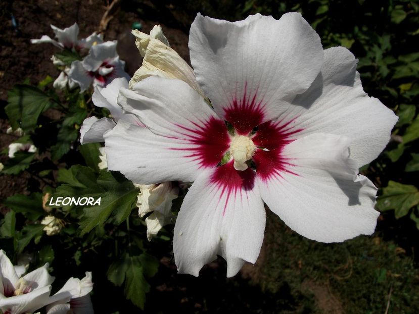 Hibiscus Syriacus - flori gradina si balcon