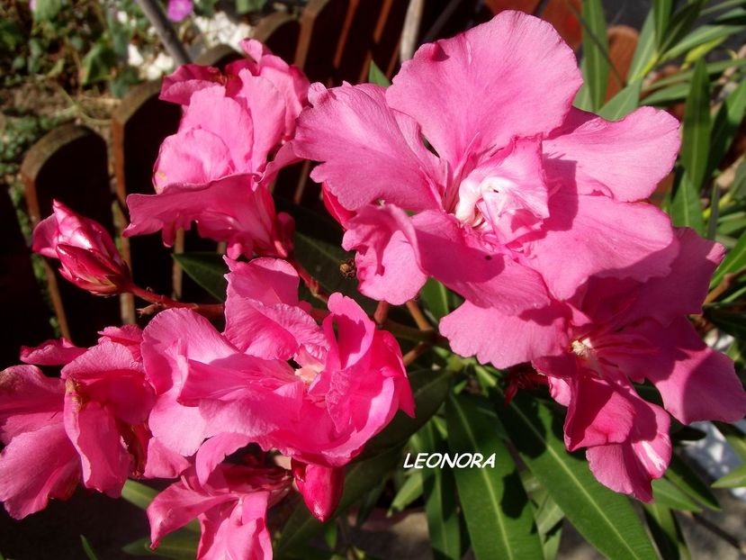 leandru roz 2 - florile mamei