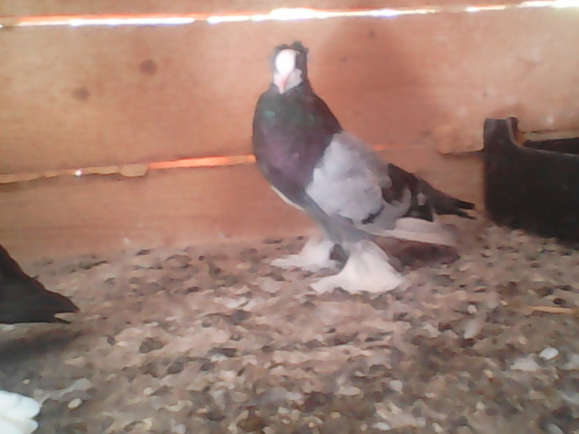  - urias si incaltati cu mot