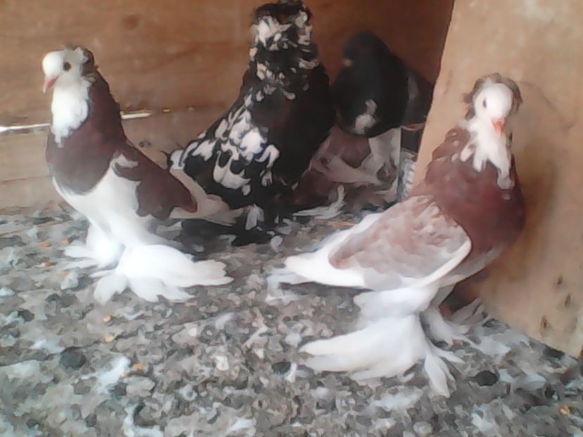  - urias si incaltati cu mot