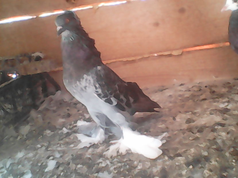  - urias si incaltati cu mot