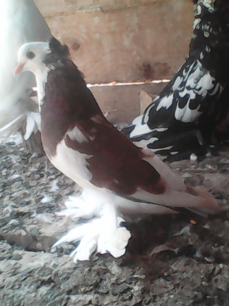  - urias si incaltati cu mot