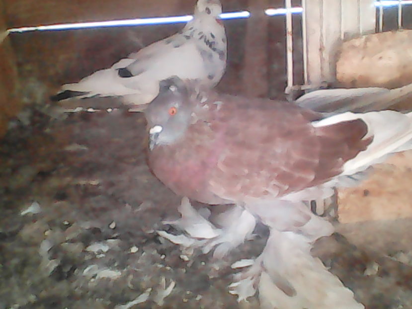  - urias si incaltati cu mot