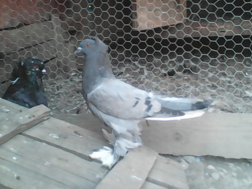  - urias si incaltati cu mot