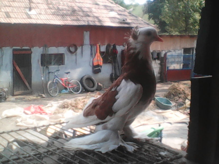  - urias si incaltati cu mot