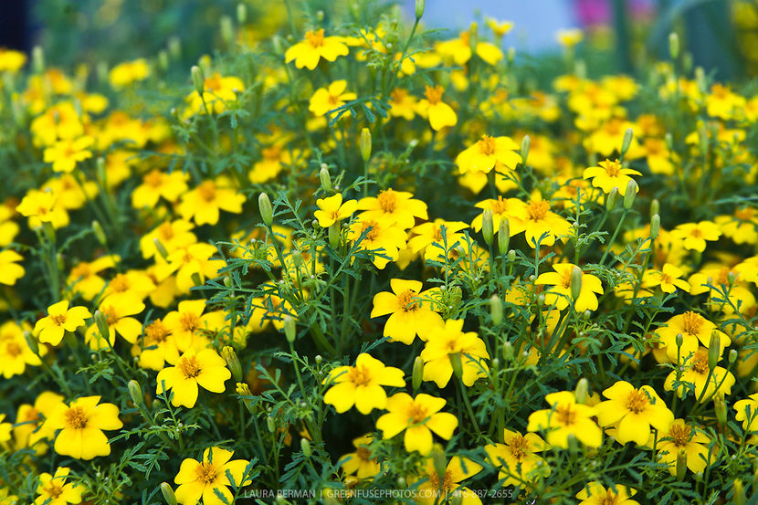 Craite comestibile Tagetes tenuifolia Lemon gem2