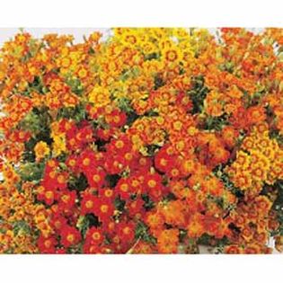 Craite comestibile Tagetes tenuifolia Starfire mix