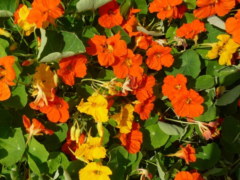 Tropaeolum Trailling mix - Caltunasi curgatori