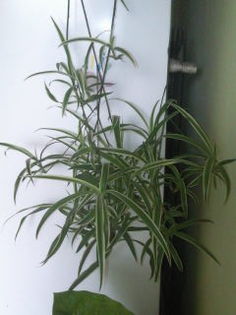 Chlorophytum comosum