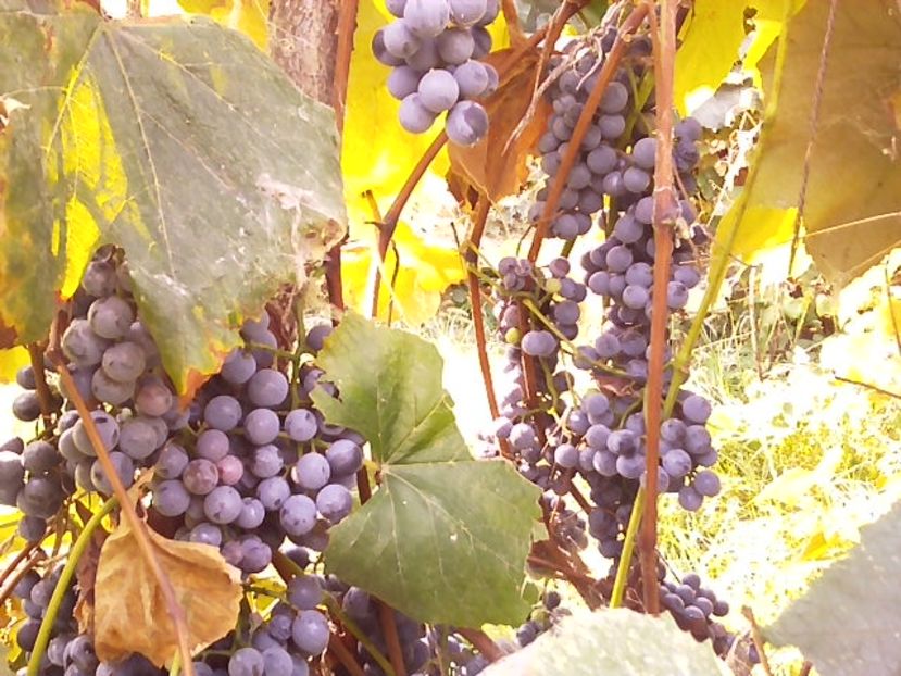  - 02 Gradina