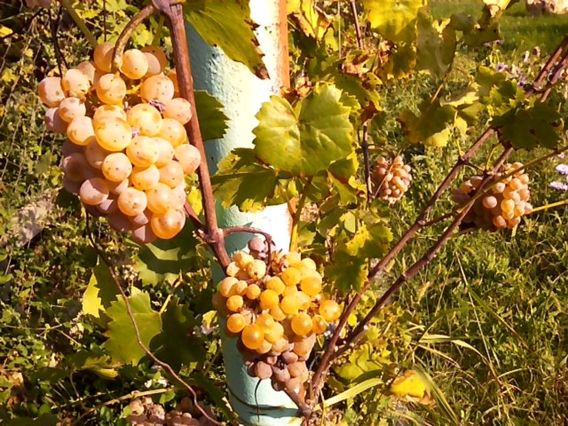  - 02 Gradina