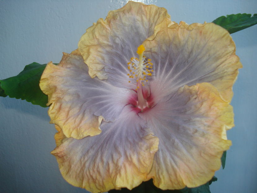 Creole Lady - Hibiscus Creole Lady