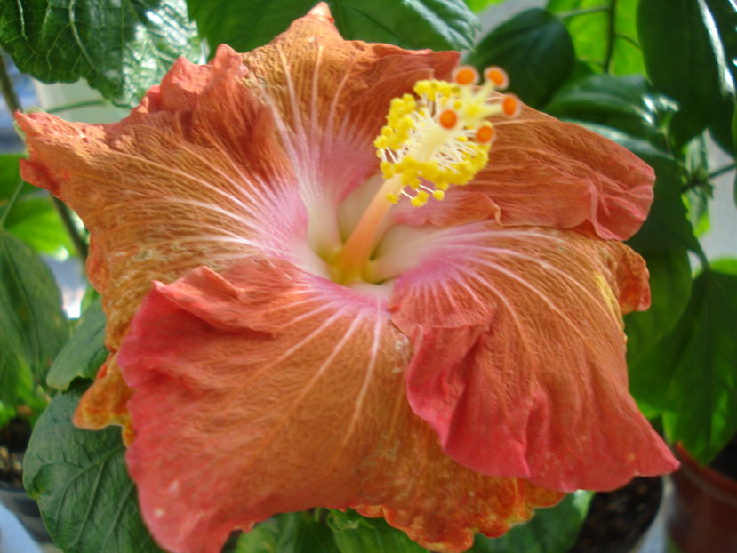 Little Special - Hibiscus Little Special