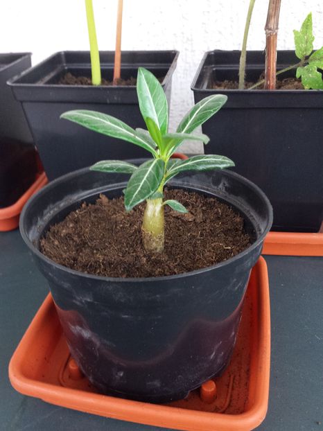 Adenium Obesum maroniu; Puiut de Trandafir de desert &quot;Adenium Obesum&quot;. Are aproximativ o luna rezultatul germinarii din seminte proprii.
