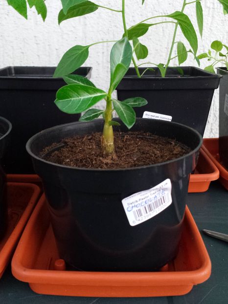 Adenium Obesum chocolate - Plante interior