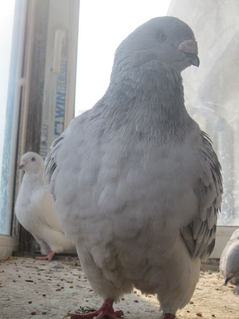 CRISTIANO M 2015 - OLTENIA FORCE ONE