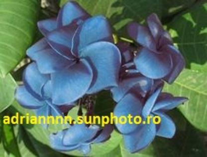 PLUMERIA BLUE MARINE - SEMINTE PLUMERIA DE VANZARE