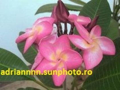 PLUMERIA CHOMPUDA