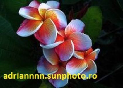 PLUMERIA ELFY - SEMINTE PLUMERIA DE VANZARE